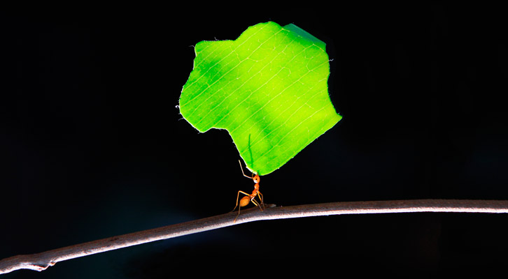 Small and Powerful: T&M Also Follows the Trend