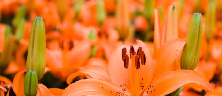 EXFO, Verizon, Ontology Systems and Cognizant Collaborate on a New TM Forum Catalyst